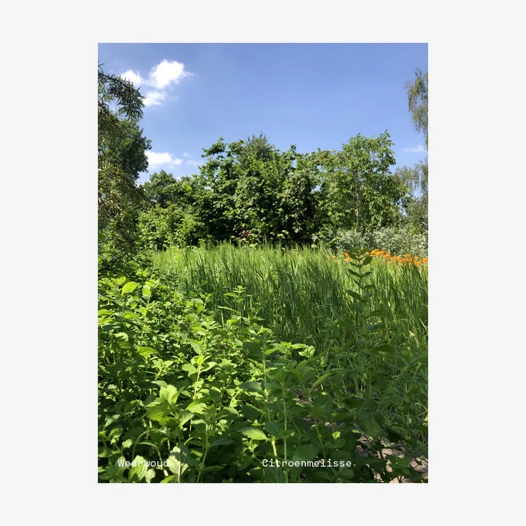 Wilder Land losse (on)kruidthee F***ing fris blend