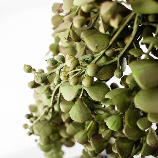 Kunsttak Eucalyptus hangend